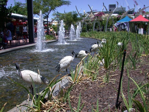 Ibis